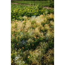 floxy Sziklakert - virágvetőmag-keverék