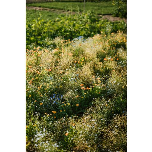 floxy Sziklakert - virágvetőmag-keverék