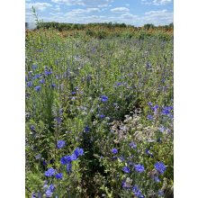 floxy Kék Tenger -virágvetőmag-keverék