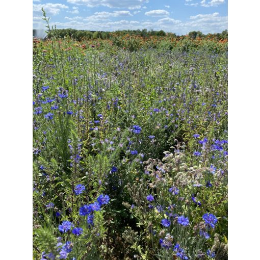 floxy Kék Tenger -virágvetőmag-keverék