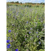 floxy Kék Tenger -virágvetőmag-keverék