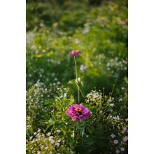 floxy Mézontó - virágvetőmag-keverék