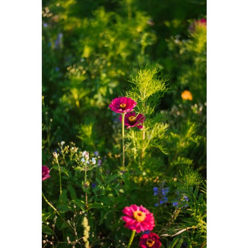 floxy Mézontó - virágvetőmag-keverék