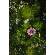 floxy Mézontó - virágvetőmag-keverék