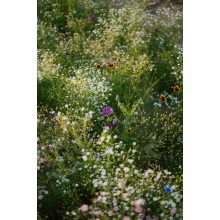 floxy Mindent bele - virágvetőmag-keverék