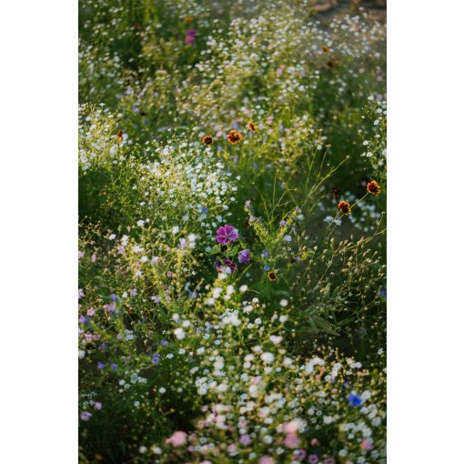 floxy Mindent bele - virágvetőmag-keverék