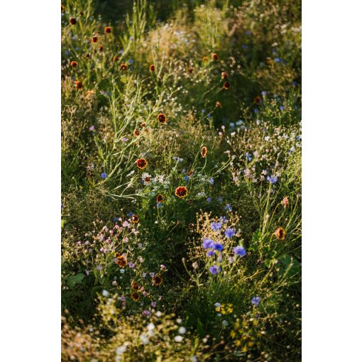 floxy Mindent bele - virágvetőmag-keverék