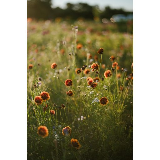 floxy Mindent bele - virágvetőmag-keverék